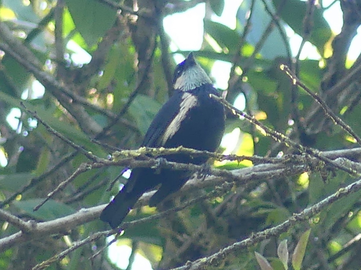 Green-throated Tanager - Eamon Corbett