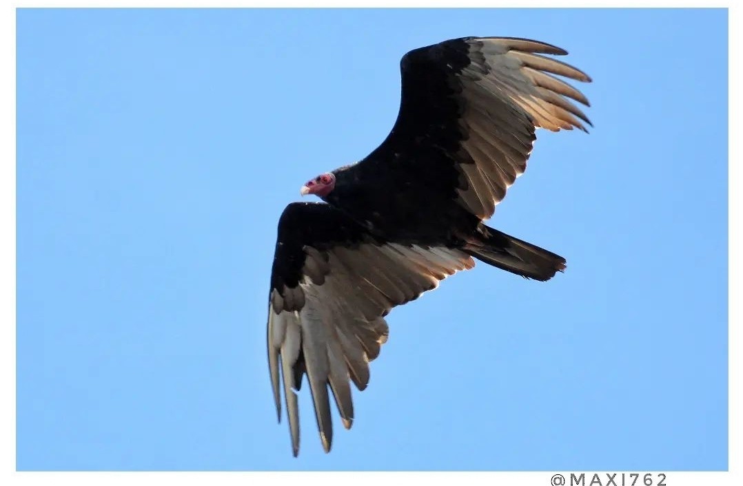 Turkey Vulture - ML613253310