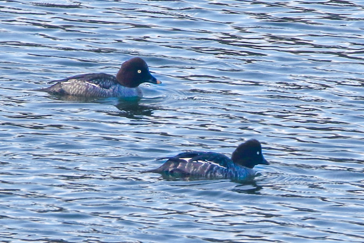 Common Goldeneye - ML613253314