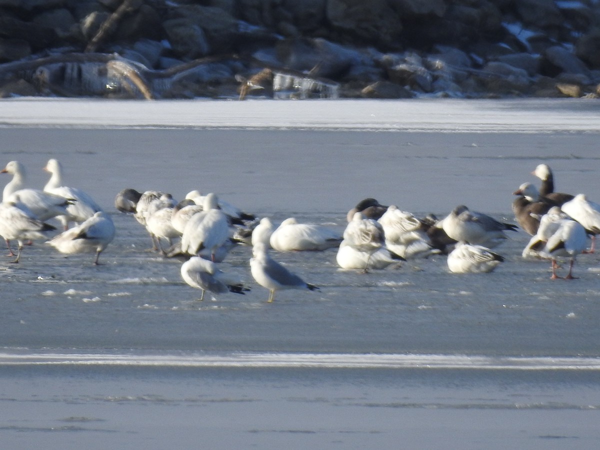 Ring-billed Gull - ML613253385