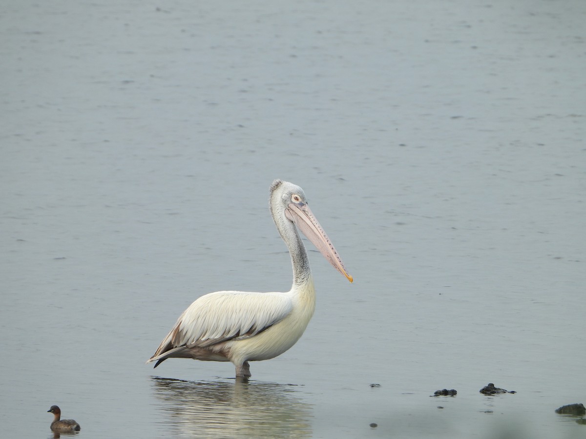 Spot-billed Pelican - Prakash G