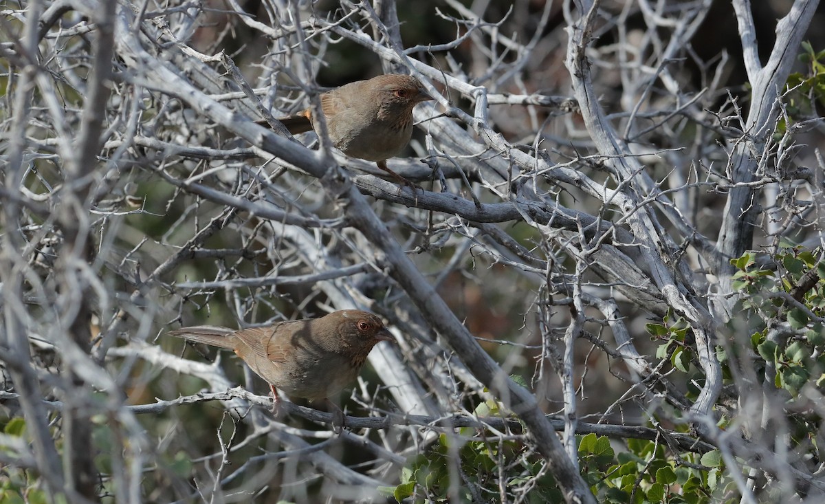 California Towhee - ML613253421