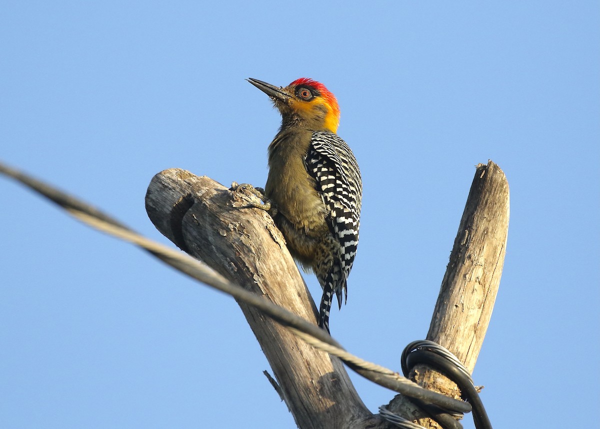 Golden-cheeked Woodpecker - Jon Isacoff