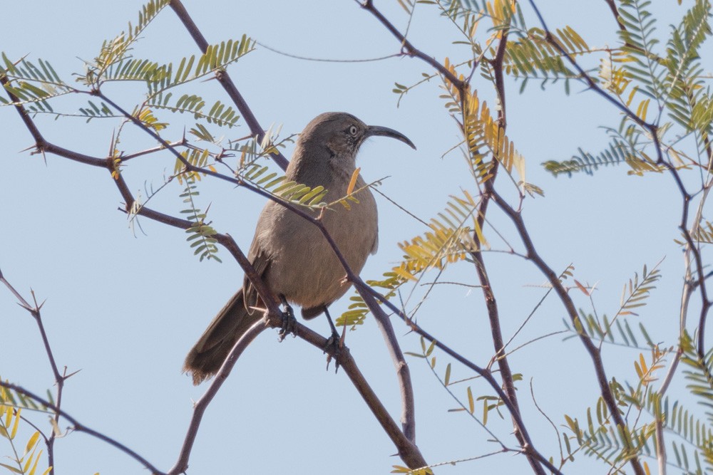 Crissal Thrasher - Becca Cockrum