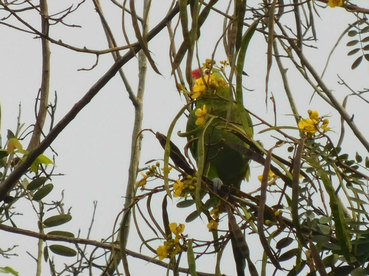 Red-lored Parrot - Cenaida Moncada