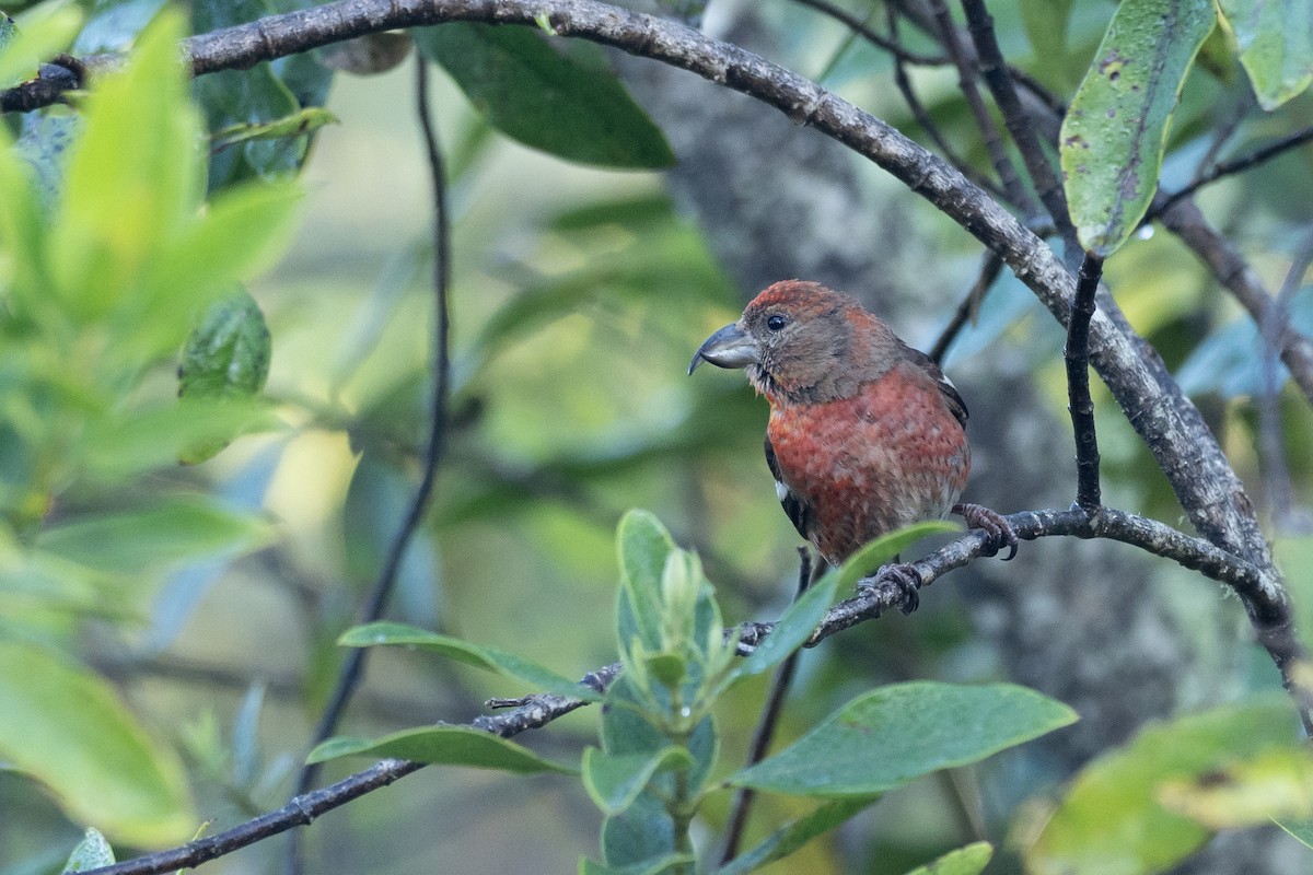 Hispaniolan Crossbill - ML613253499