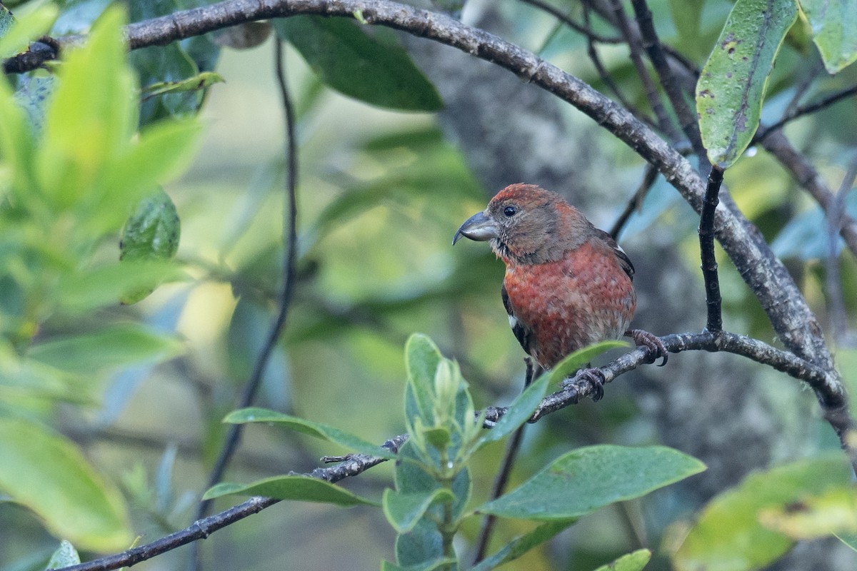 Hispaniolan Crossbill - ML613253500