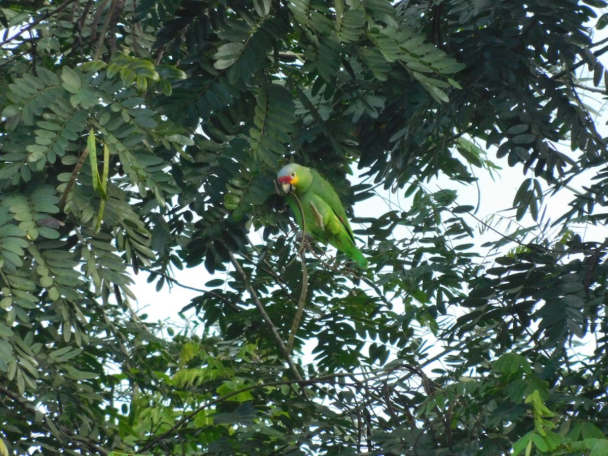 Red-lored Parrot - ML613253502