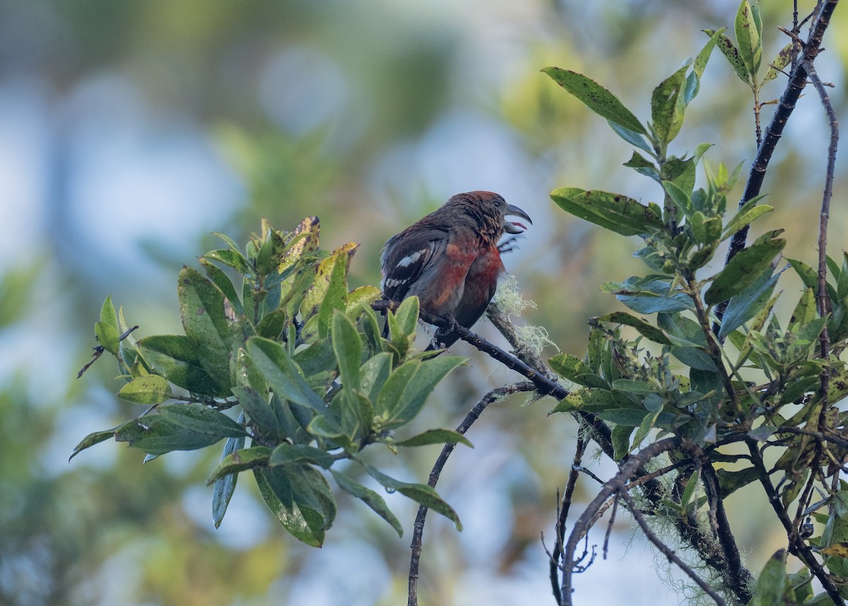 Hispaniolan Crossbill - ML613253504