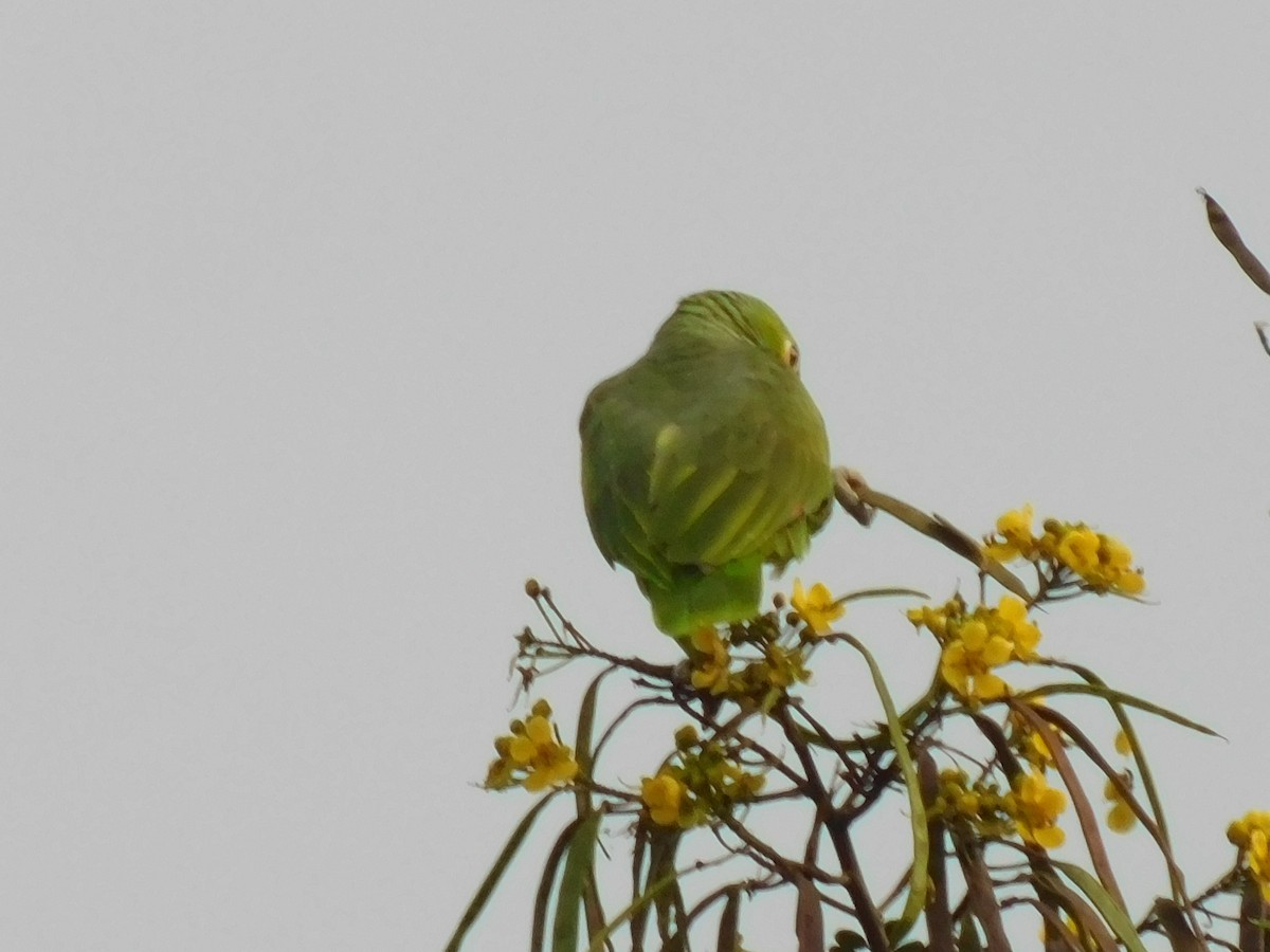 Red-lored Parrot - ML613253505