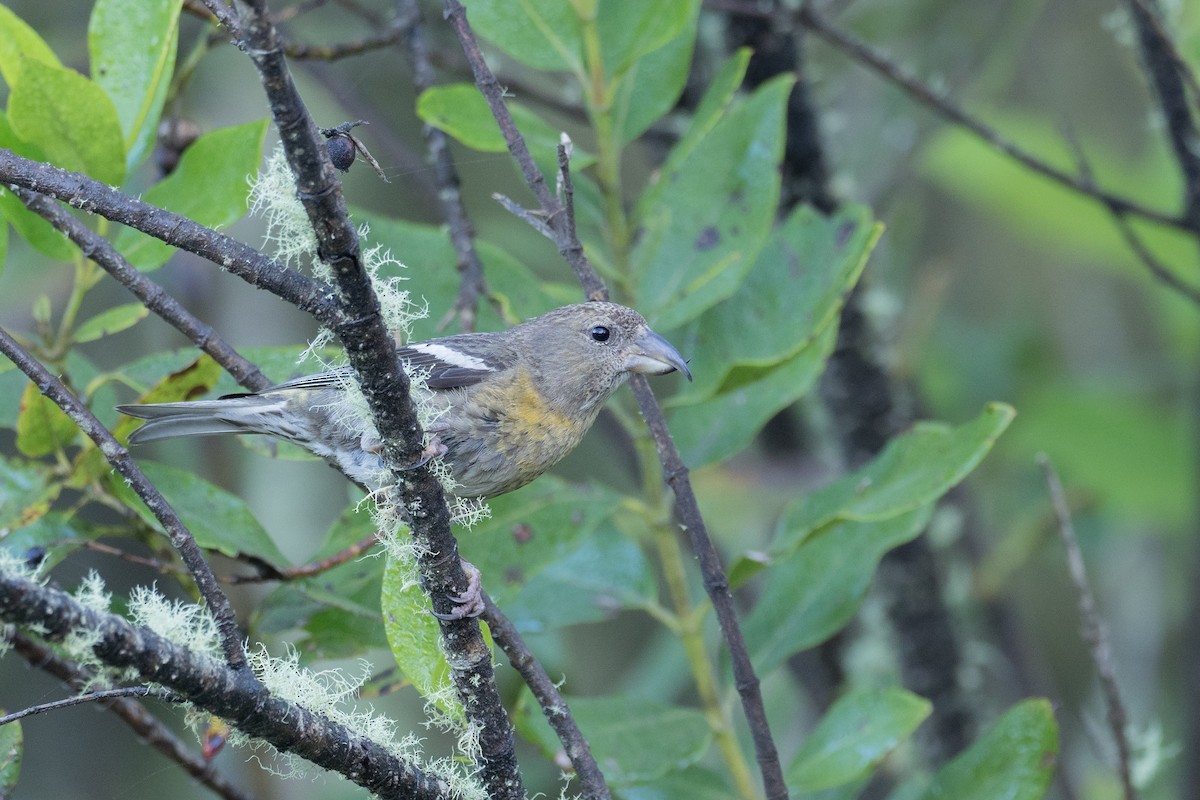Hispaniolan Crossbill - ML613253507