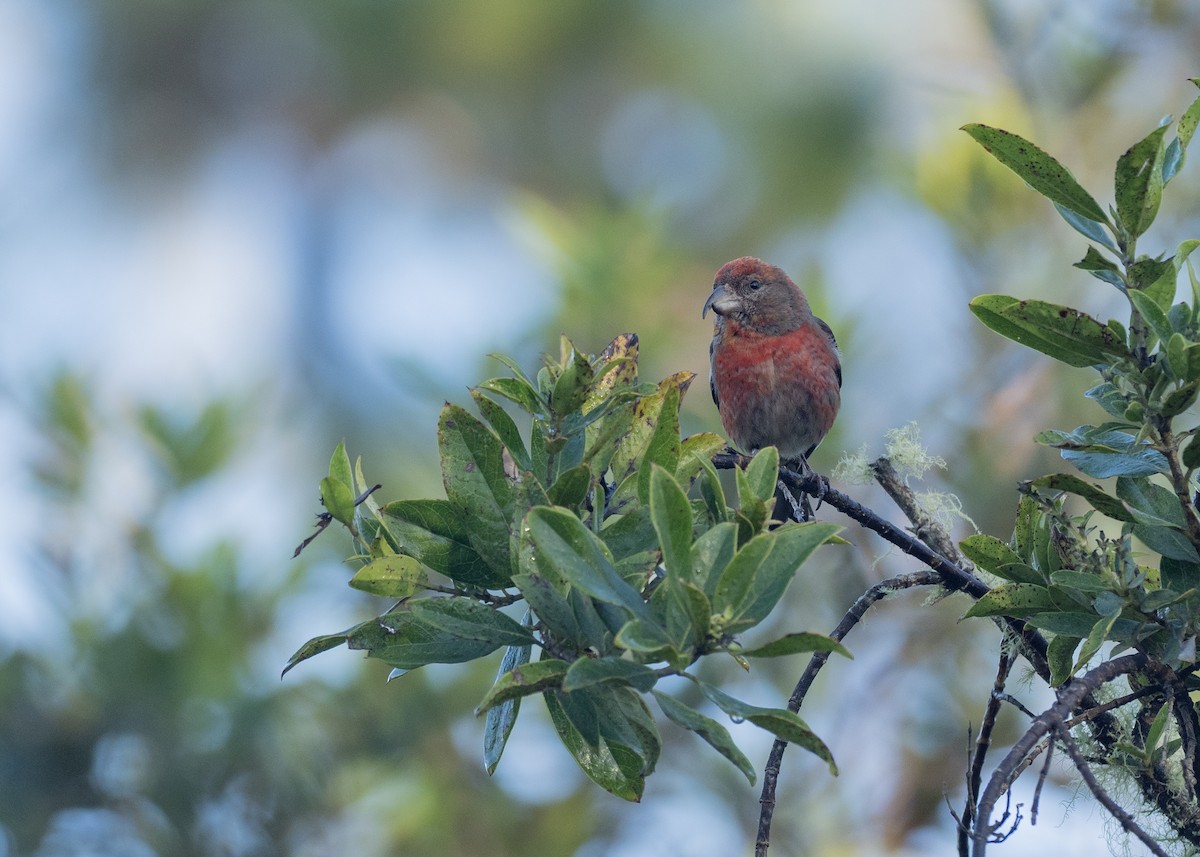 Hispaniolan Crossbill - ML613253508