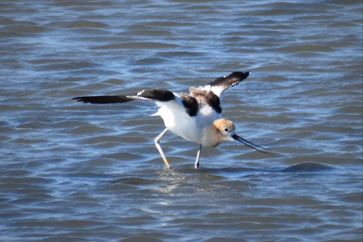 Avocette d'Amérique - ML613253535