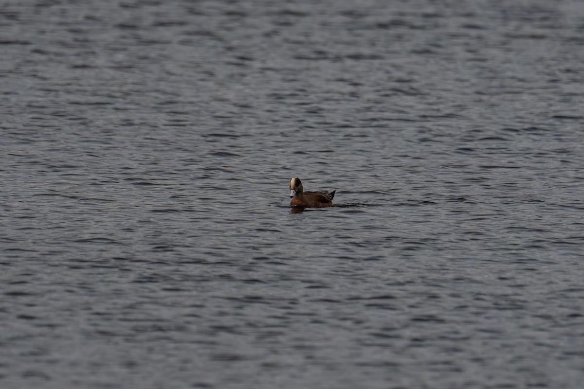 American Wigeon - ML613253560