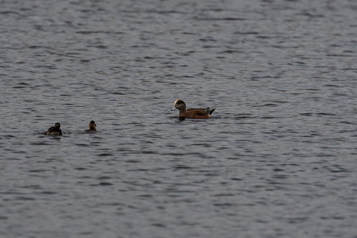 American Wigeon - Ruben Torres