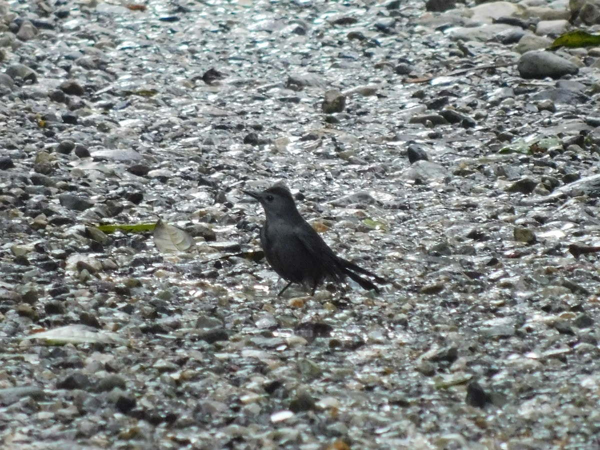 Gray Catbird - ML613253563