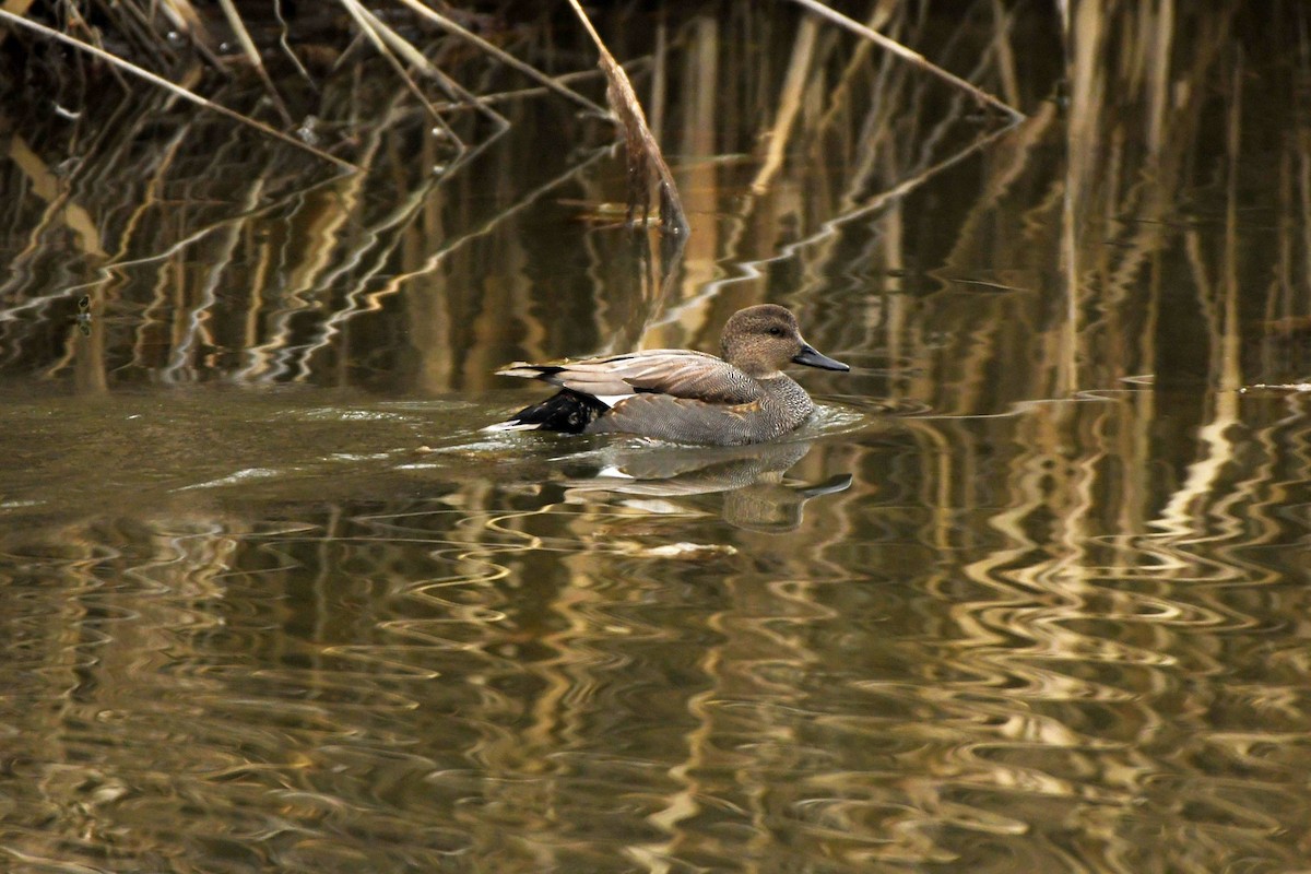 Gadwall - Tom Frankel