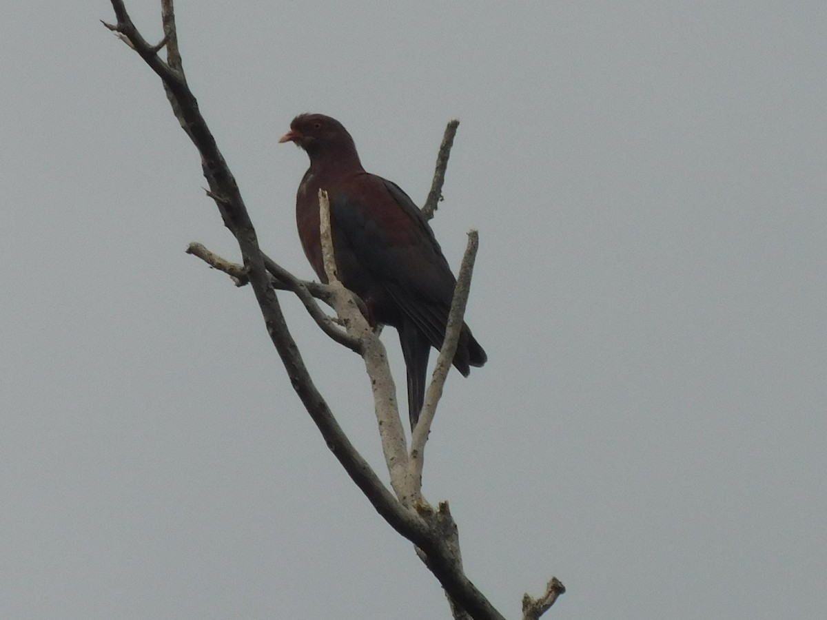 Red-billed Pigeon - ML613253583