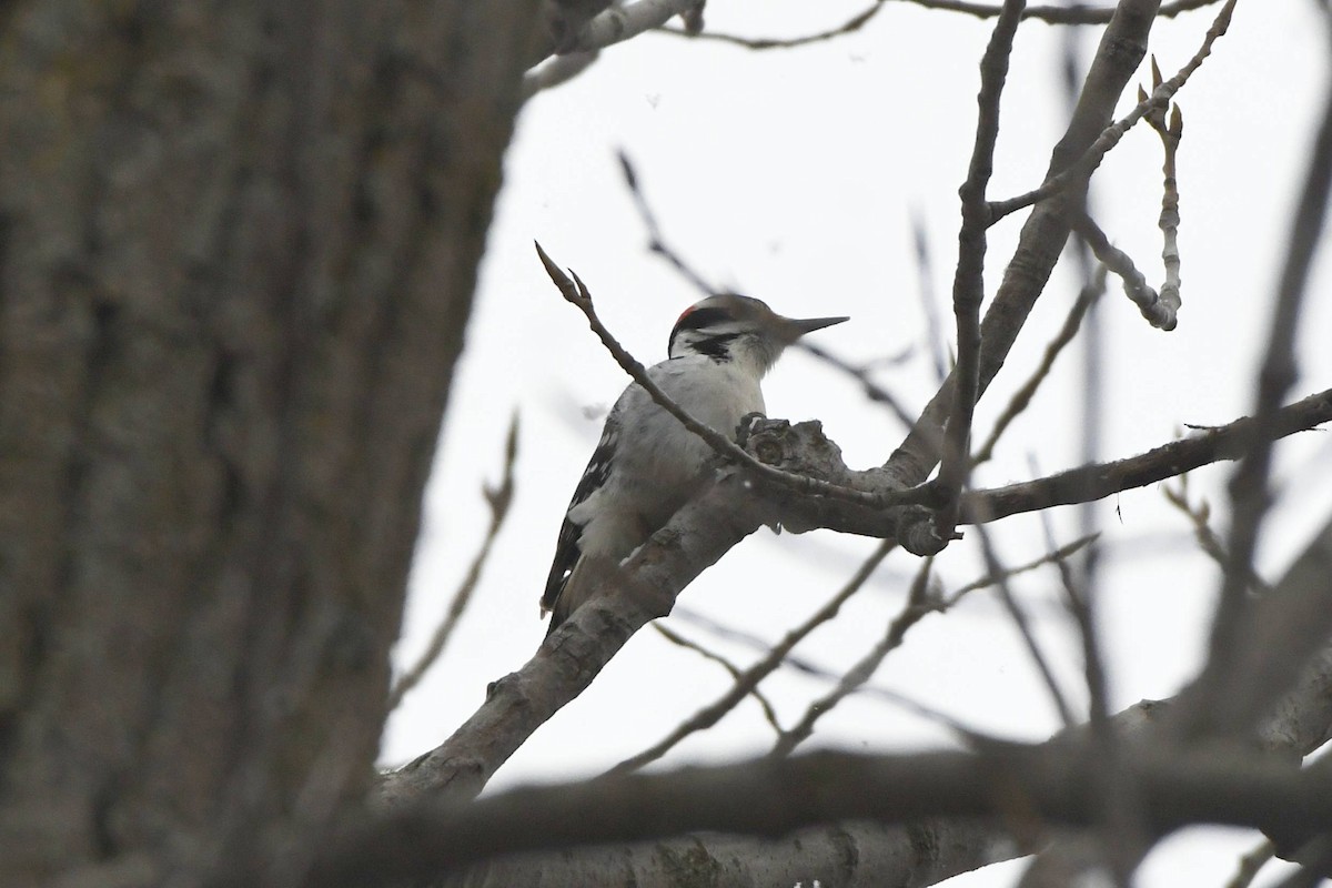 Hairy Woodpecker - Tom Frankel