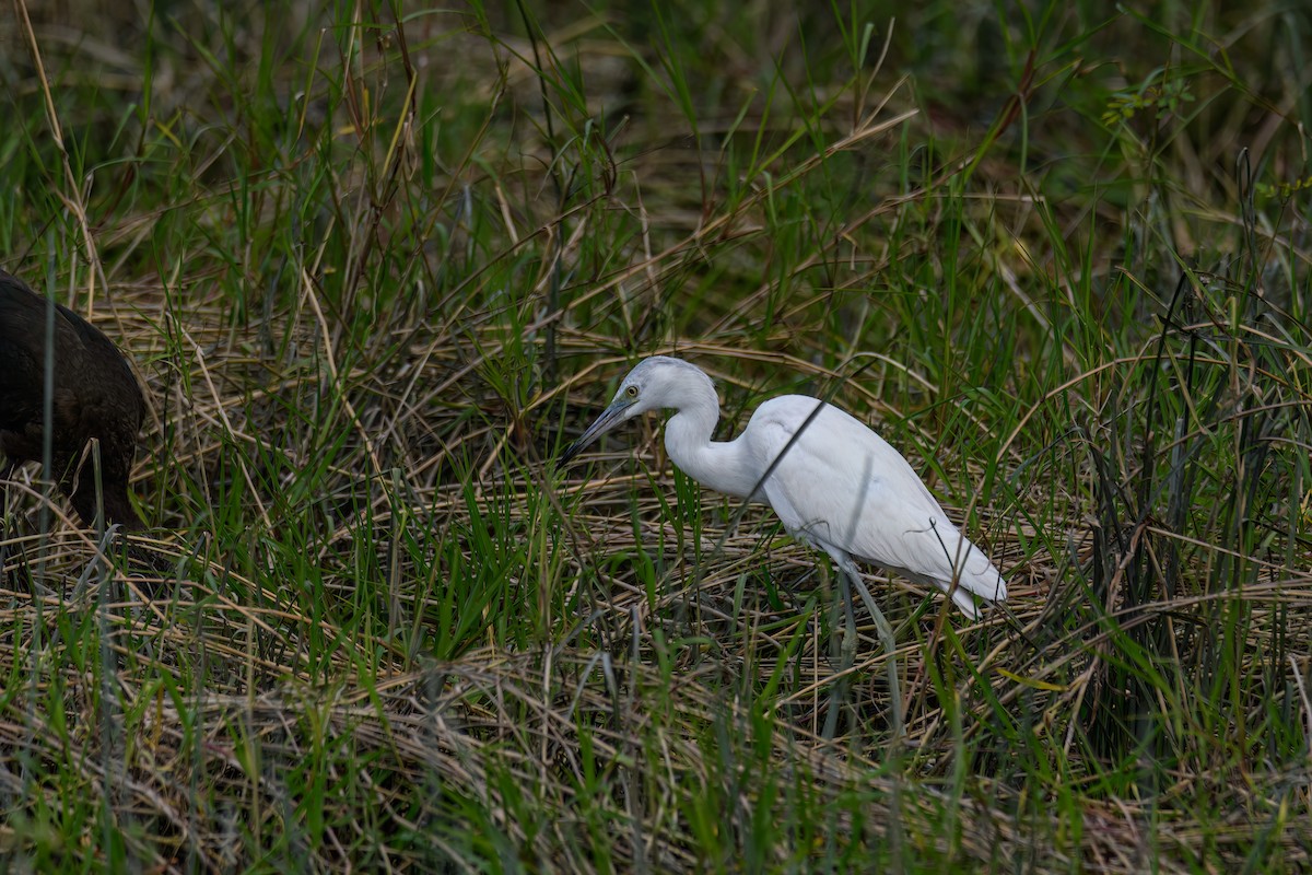 Little Blue Heron - ML613253648