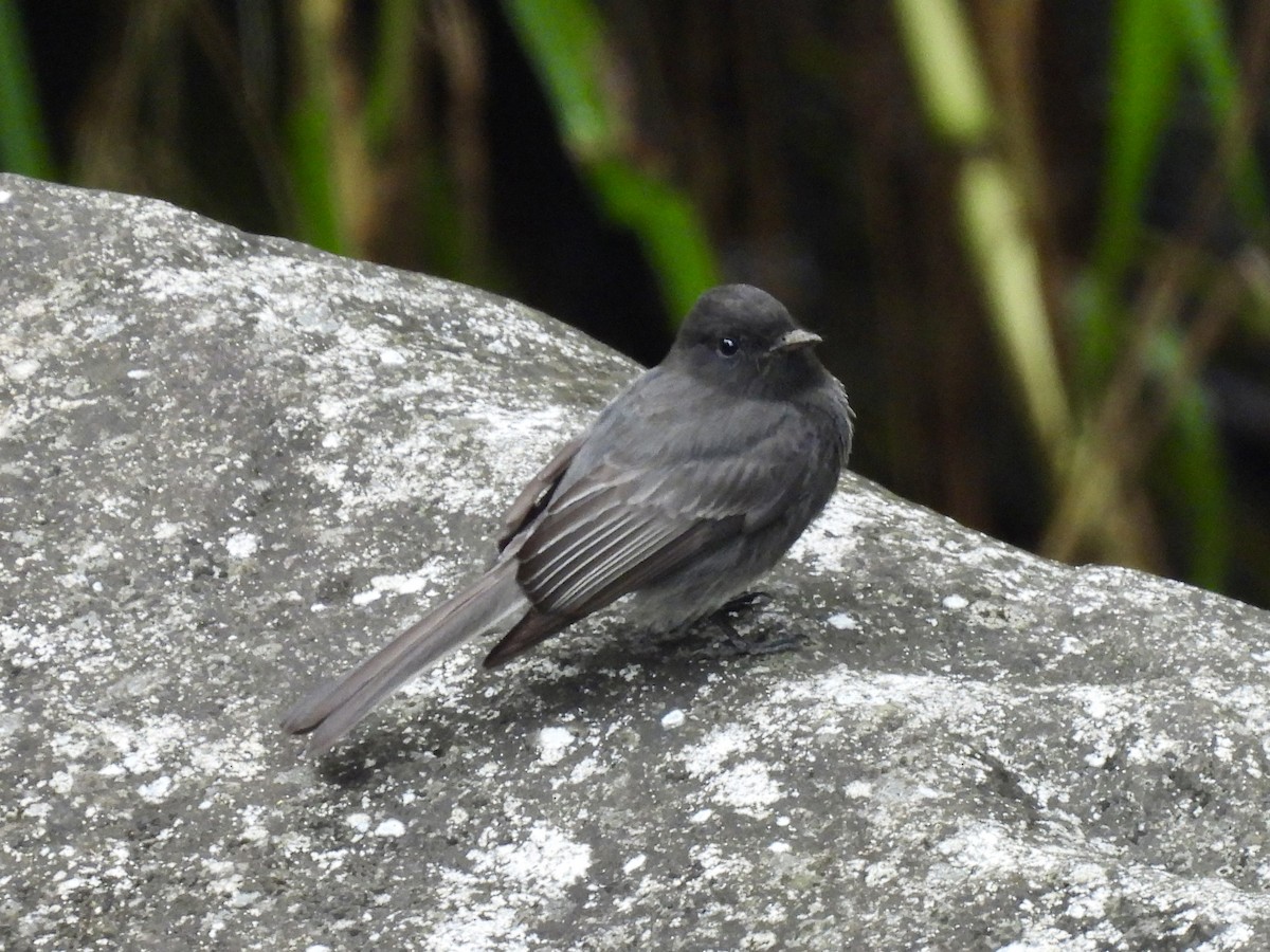 Black Phoebe - Margaret Mackenzie