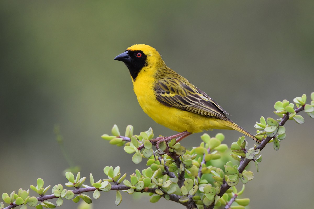 Southern Masked-Weaver - ML613253670