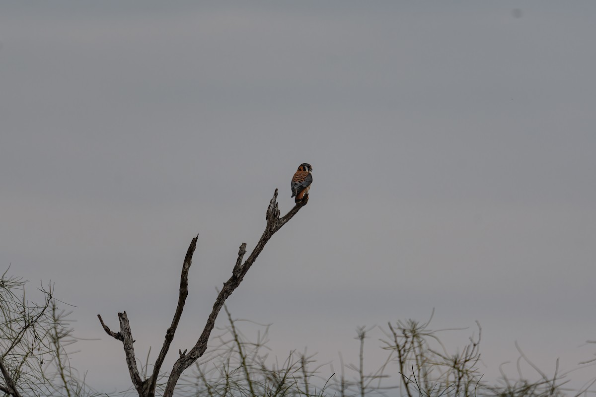 American Kestrel - ML613253676