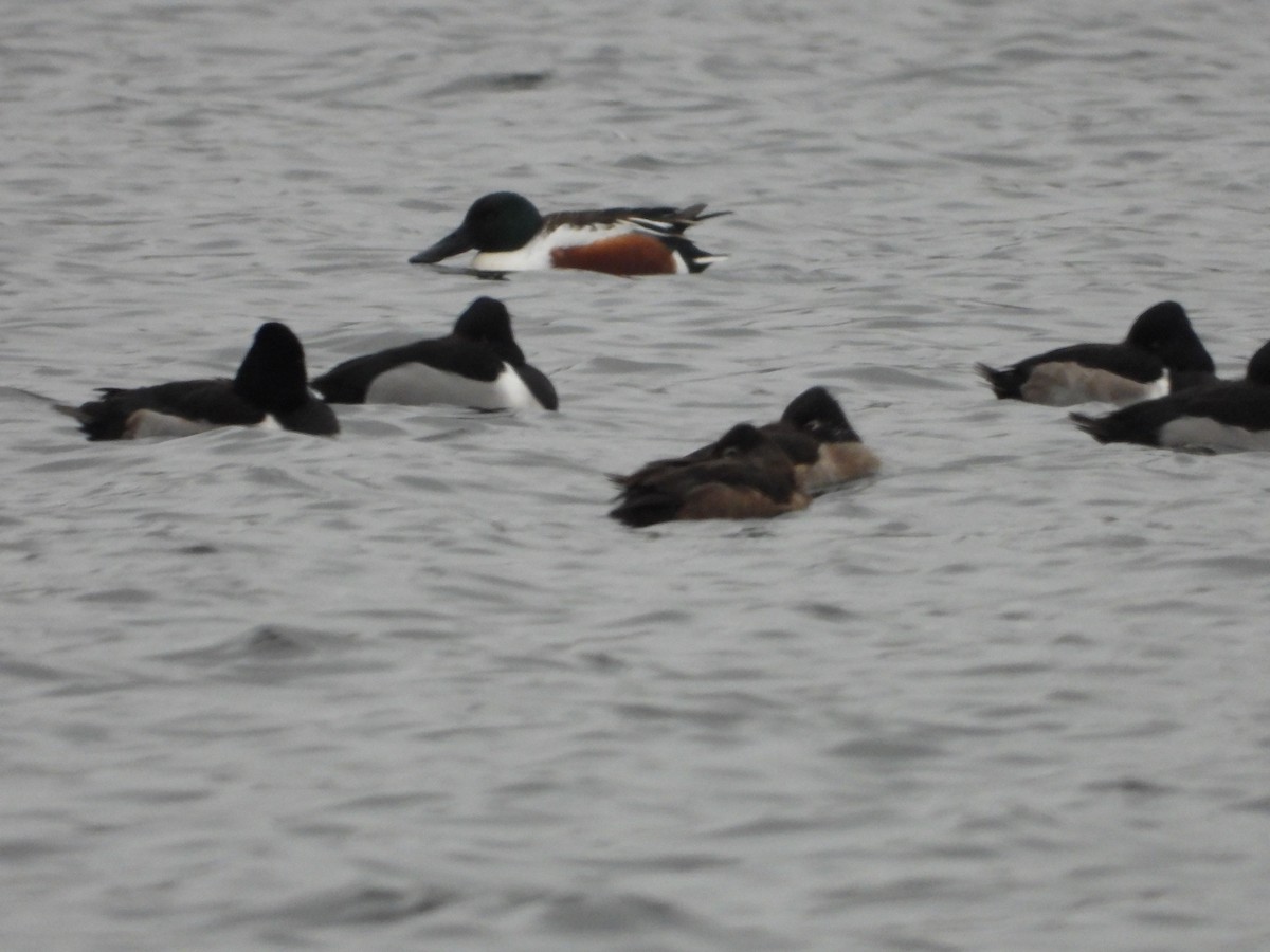 Northern Shoveler - ML613253740