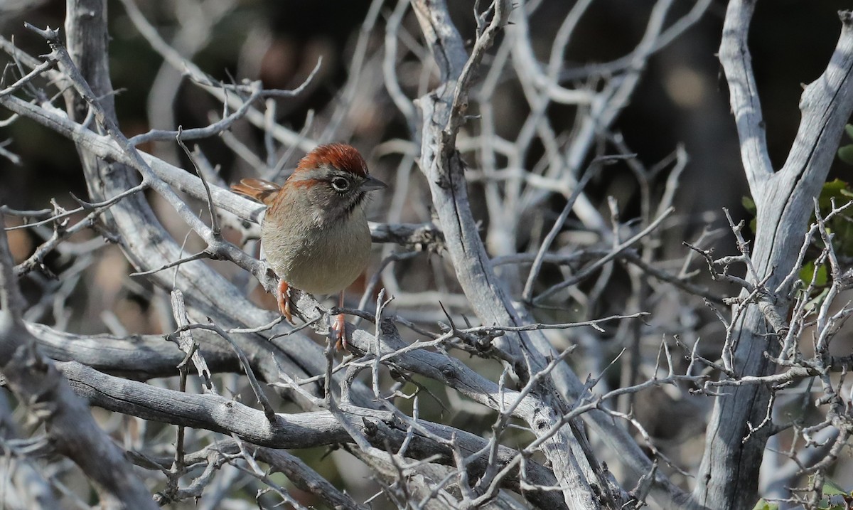 Rufous-crowned Sparrow - ML613253766