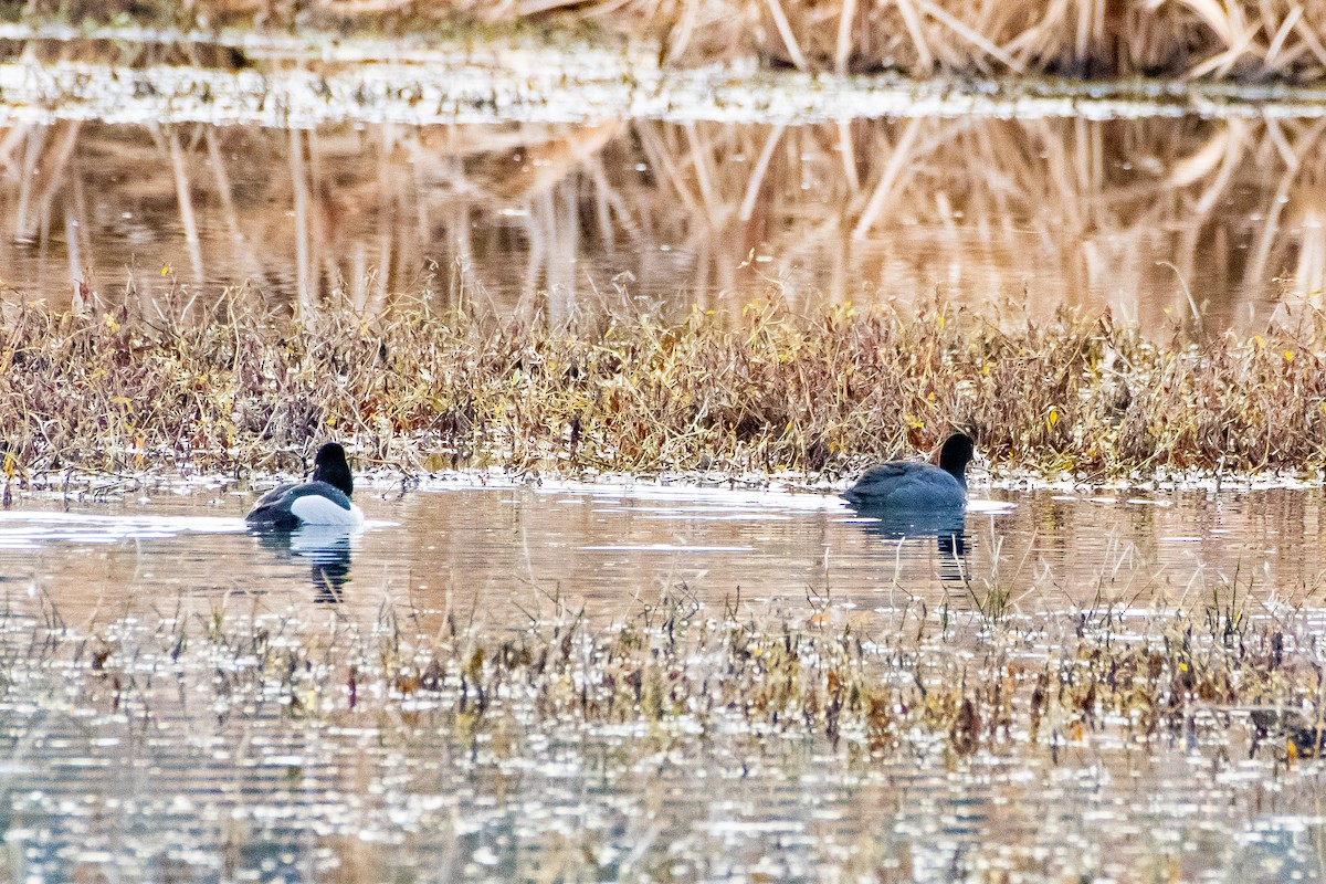 Ring-necked Duck - ML613253838