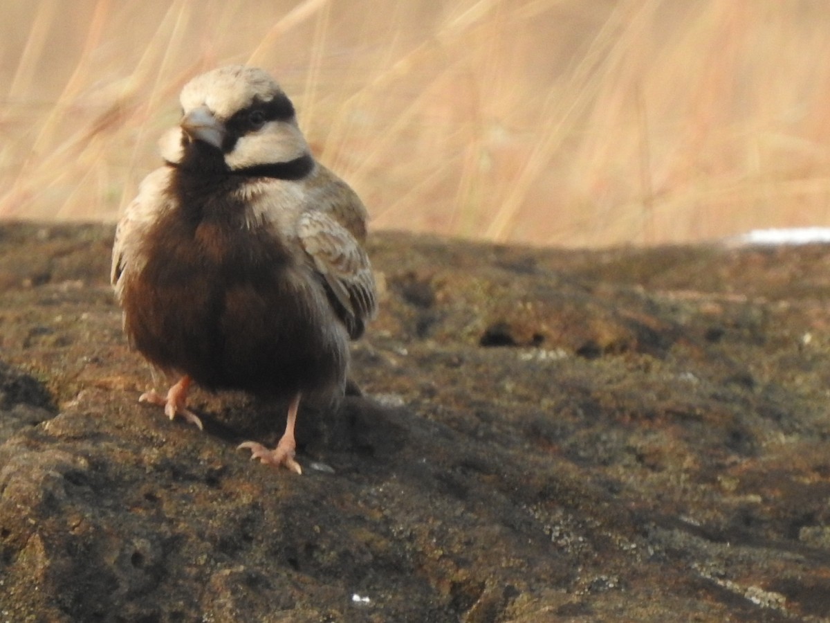 Ashy-crowned Sparrow-Lark - ML613253871