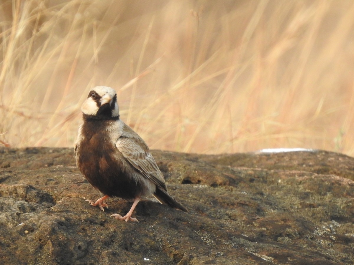 Ashy-crowned Sparrow-Lark - ML613253872