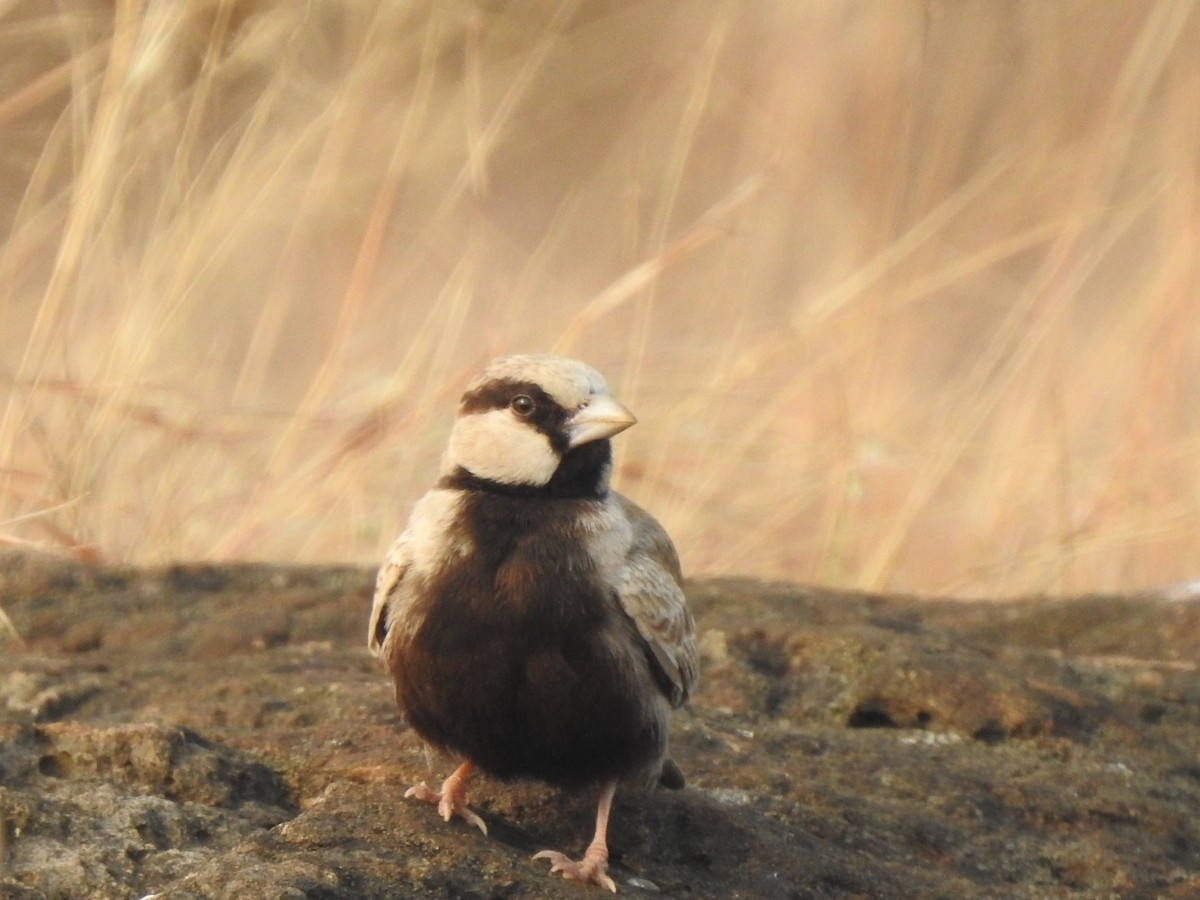 Ashy-crowned Sparrow-Lark - ML613253873