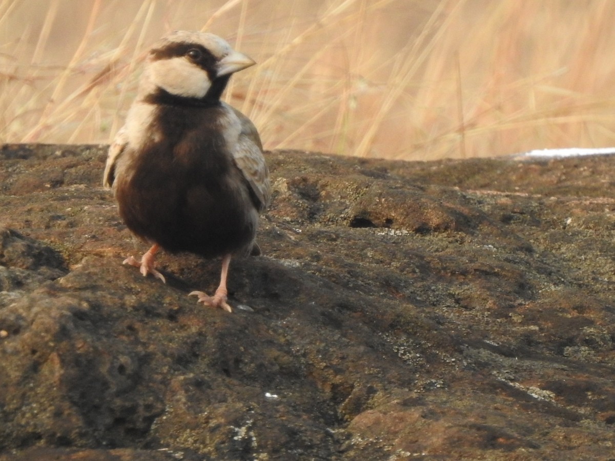 Ashy-crowned Sparrow-Lark - ML613253874