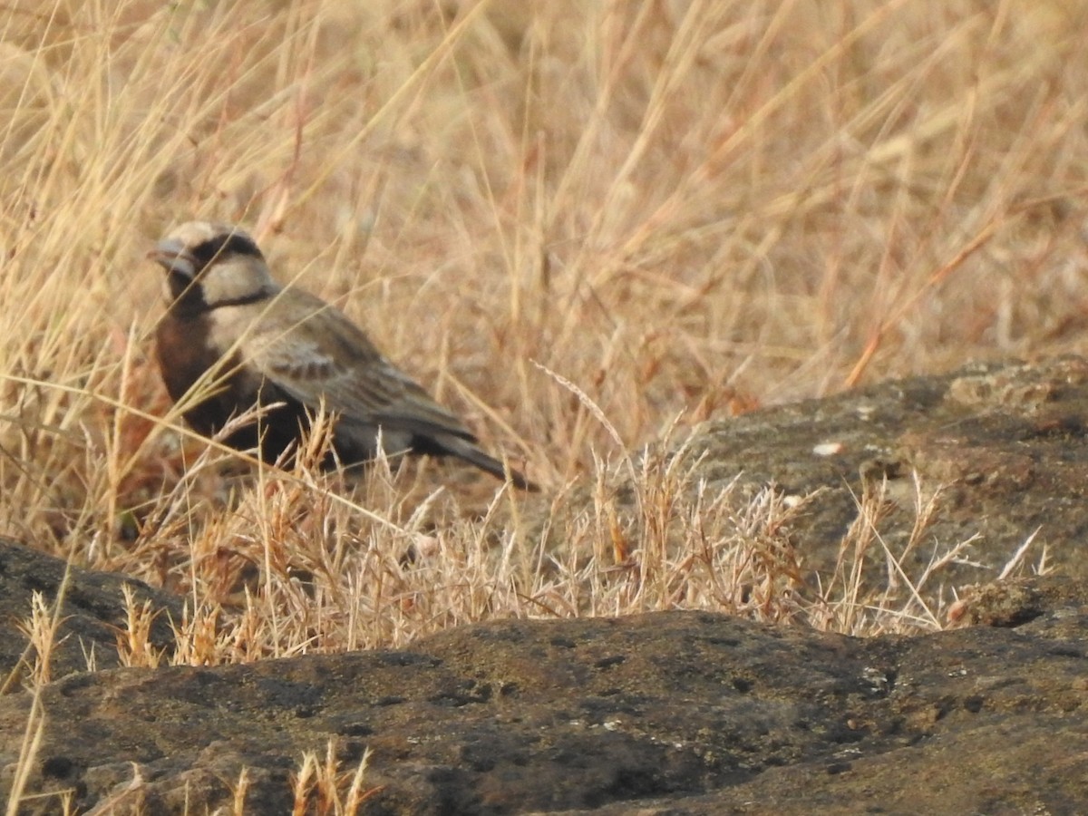 Ashy-crowned Sparrow-Lark - ML613253875