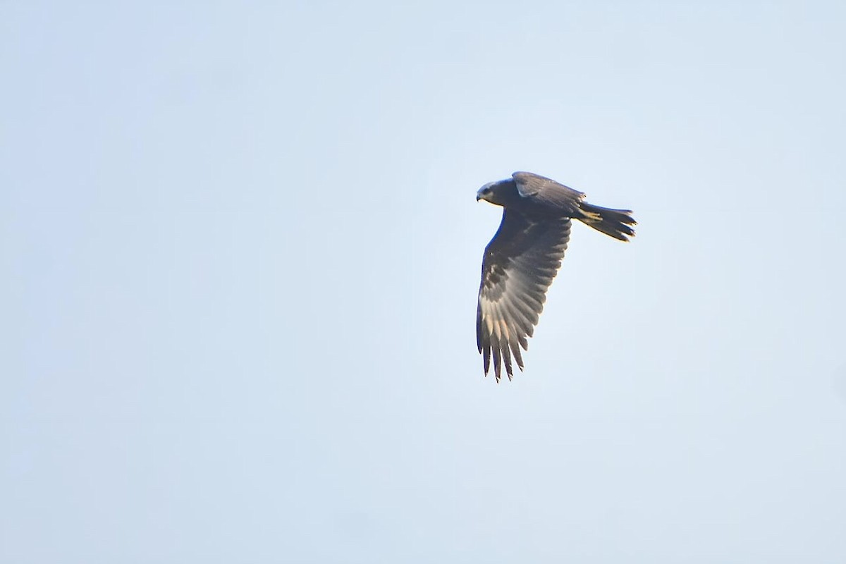 Eastern Marsh Harrier - ML613253880