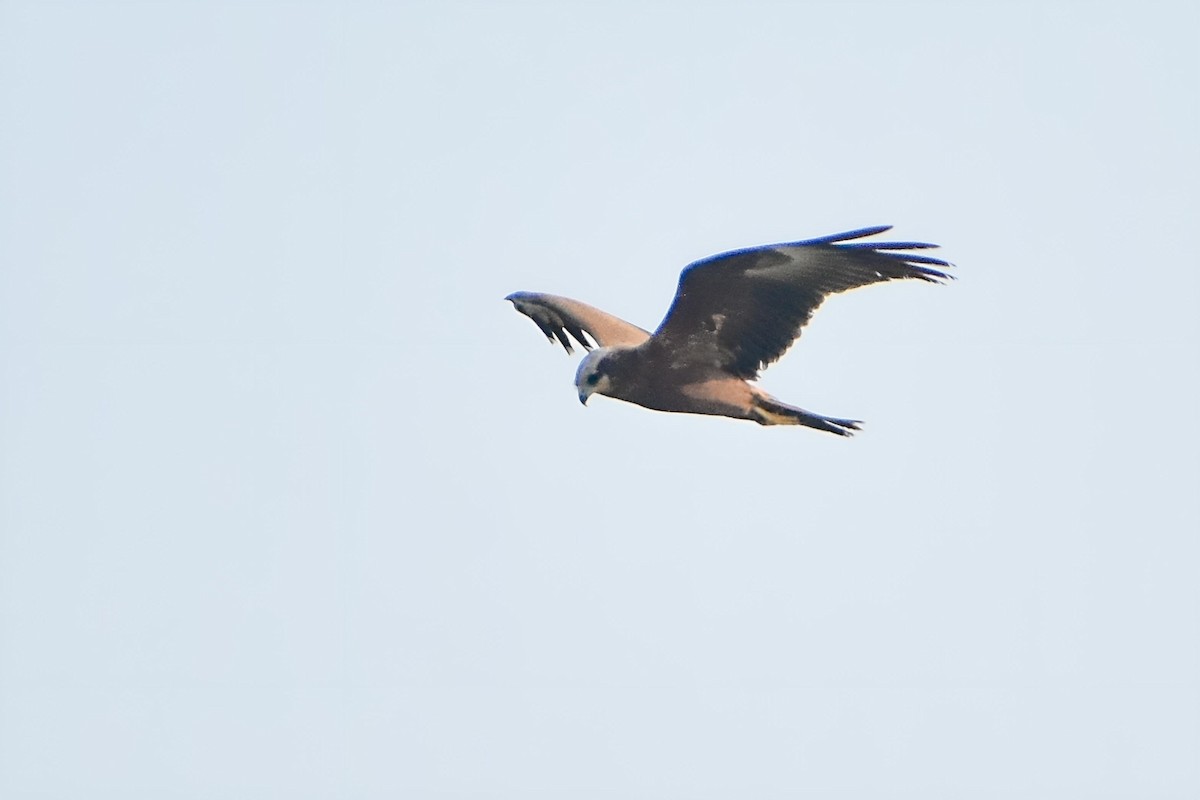 Eastern Marsh Harrier - ML613253881