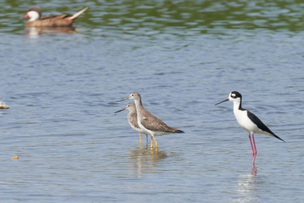 Greater Yellowlegs - ML613253892