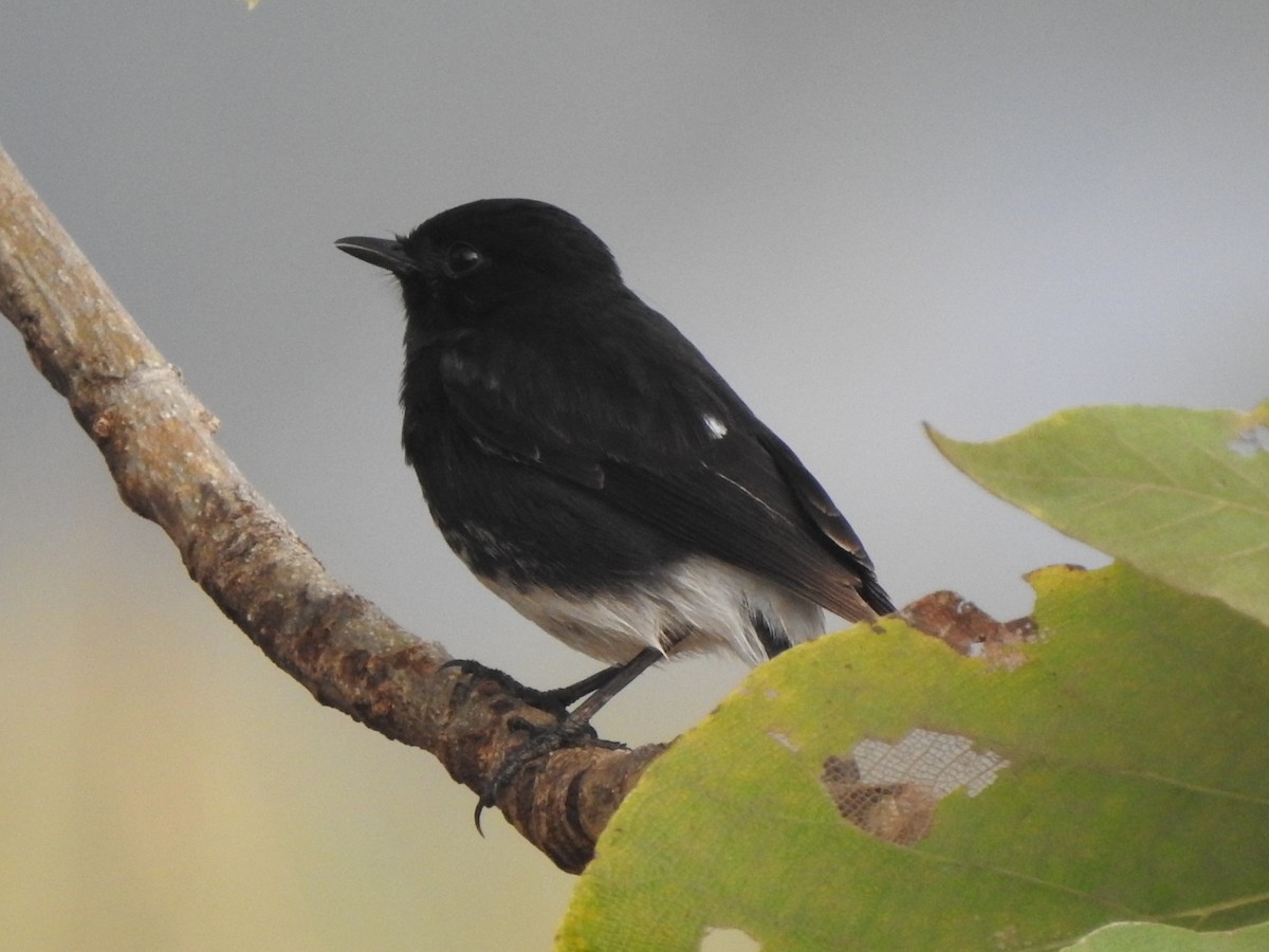 Pied Bushchat - ML613253910