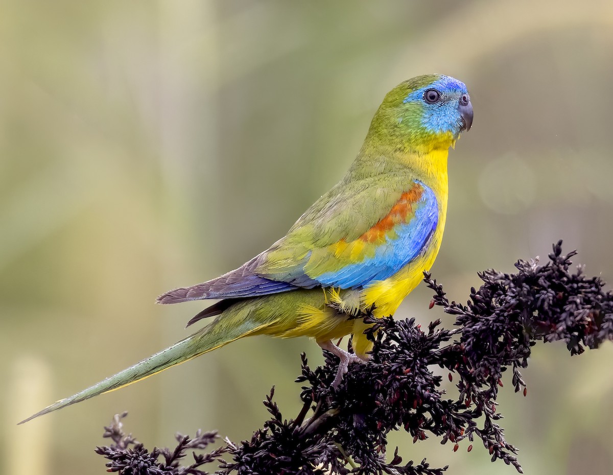 Turquoise Parrot - Richard Simmonds