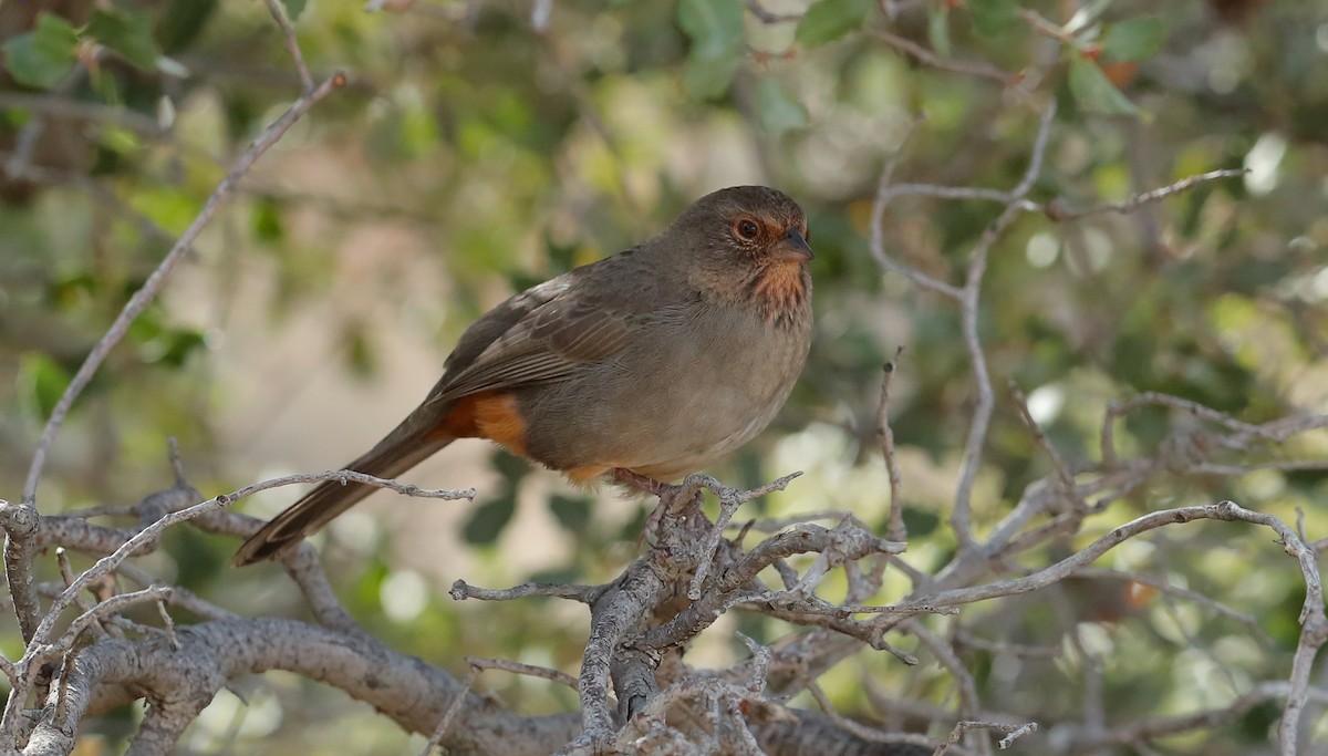 California Towhee - ML613253945