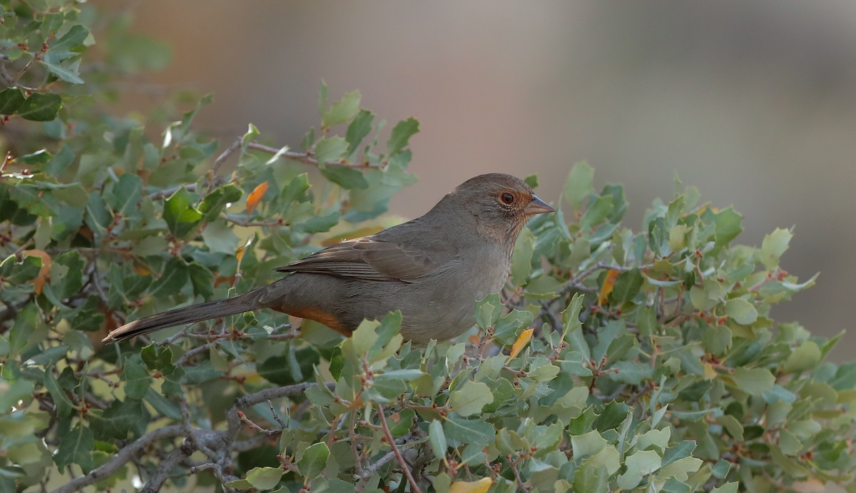 California Towhee - ML613253946