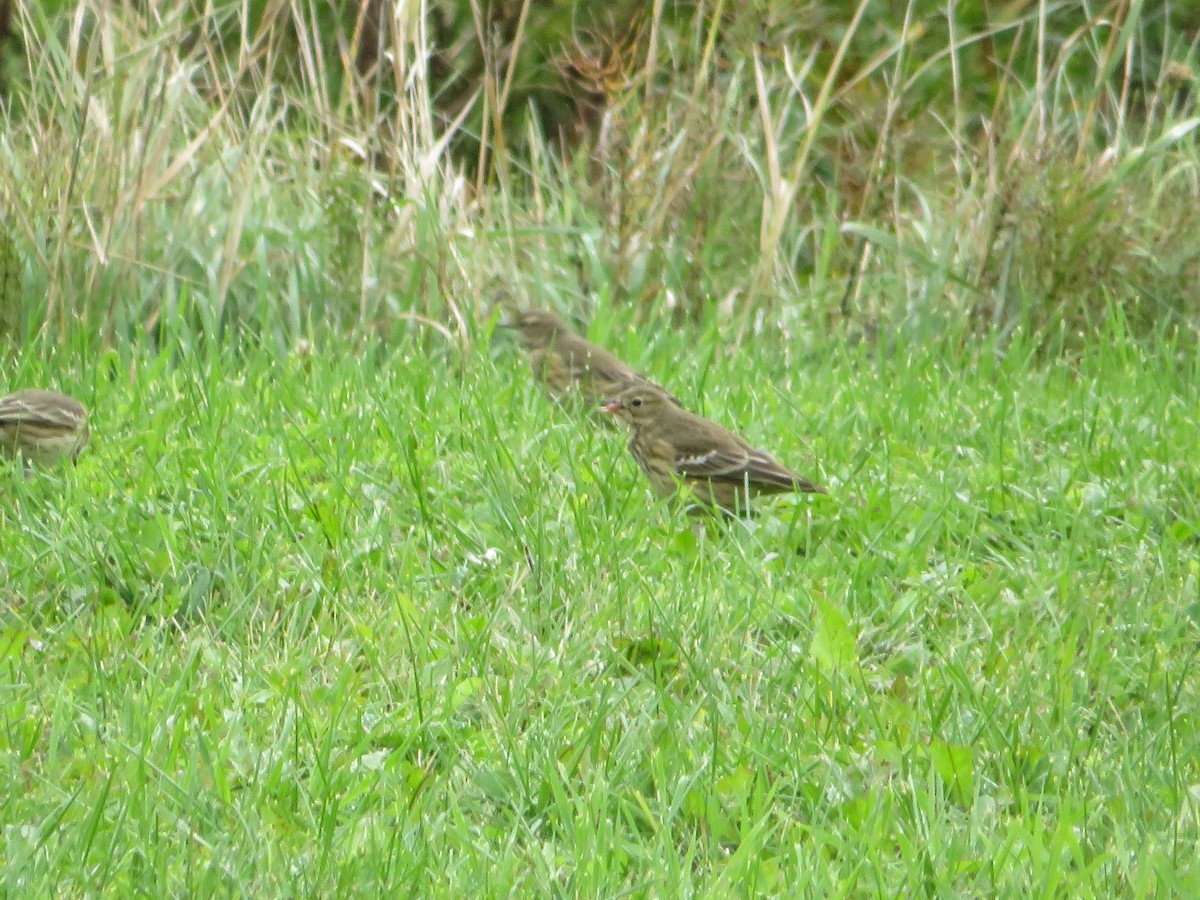 American Pipit - ML613254067