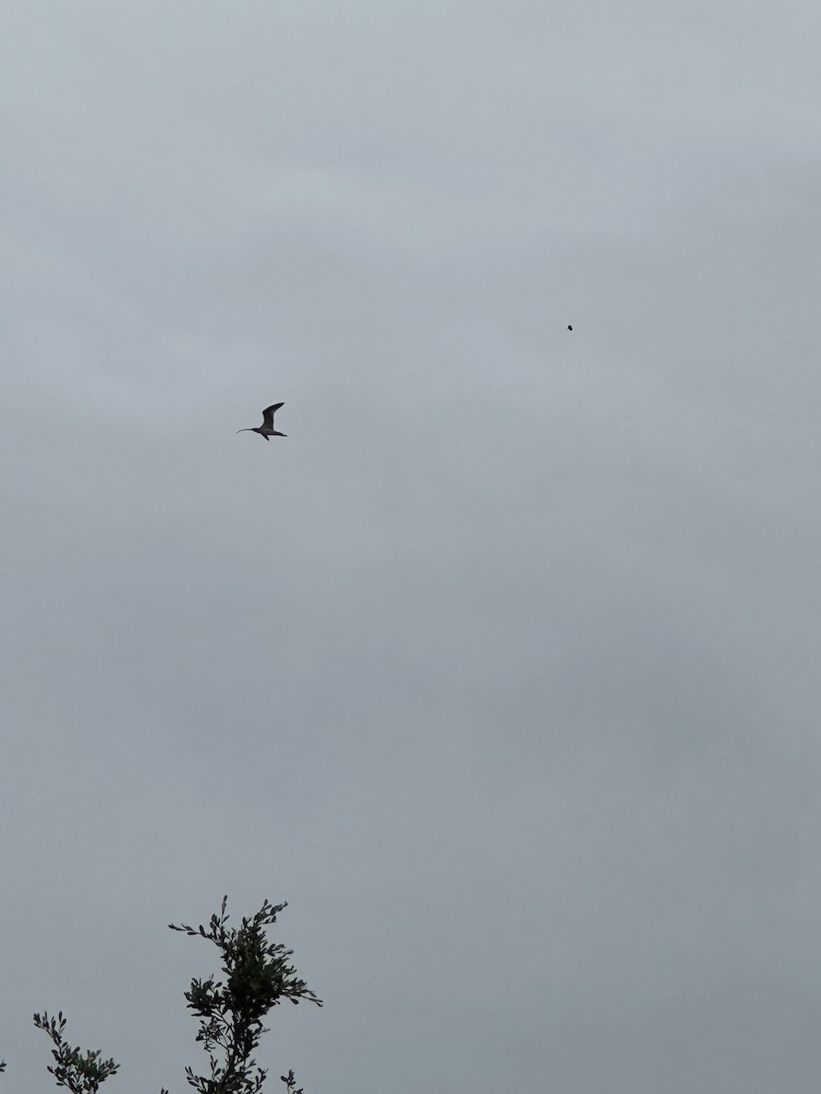 Far Eastern Curlew - ML613254073