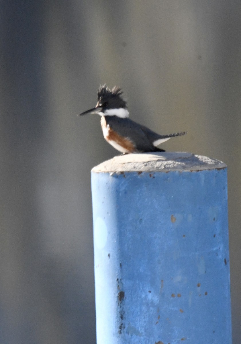 Belted Kingfisher - Asya Lesly