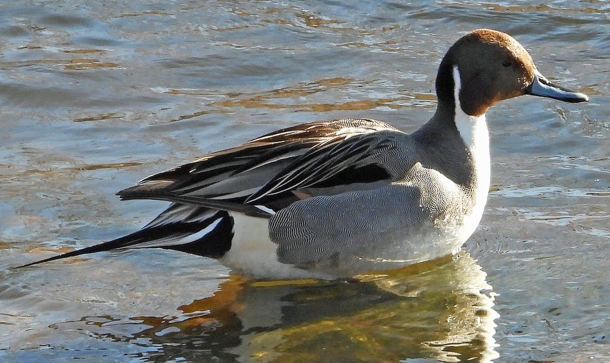 Northern Pintail - ML613254184