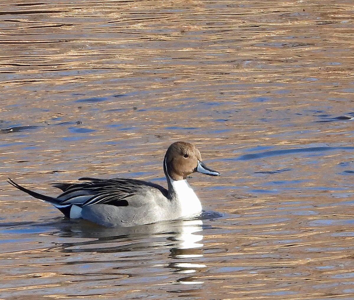 Northern Pintail - ML613254185