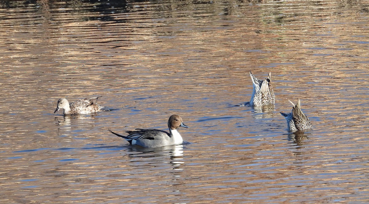 Northern Pintail - ML613254187