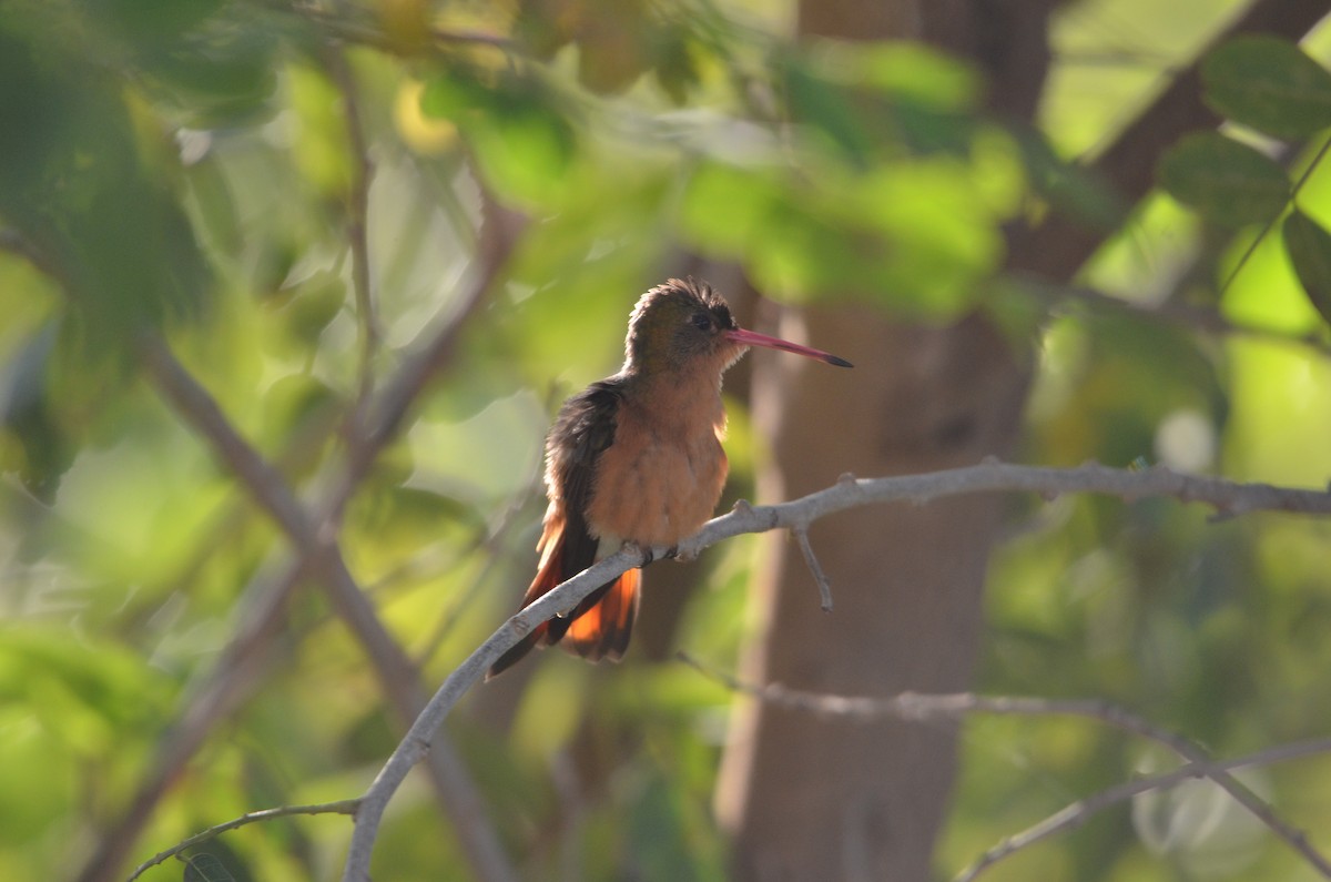 kolibřík ryšavý - ML613254188