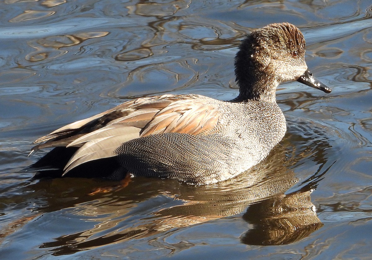 Gadwall - ML613254191